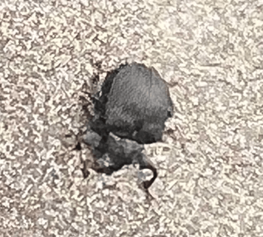 Are they TICKS?!?! -  InfusenClip™ by Birdie Everything LLC